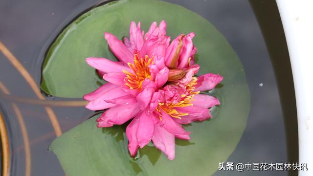 七蒂睡莲 奇花惊现广州莲花山 将申请吉尼斯世界纪录认证 旅游 蛋蛋赞