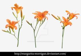 百合花卉卡通PNG搜索网- 精选免抠素材_透明PNG图片分享下载_pngss.com