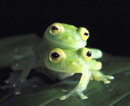 当卵孵化后,蝌蚪会落入水中,直到在水中长出四肢后,再跳回树上生活.