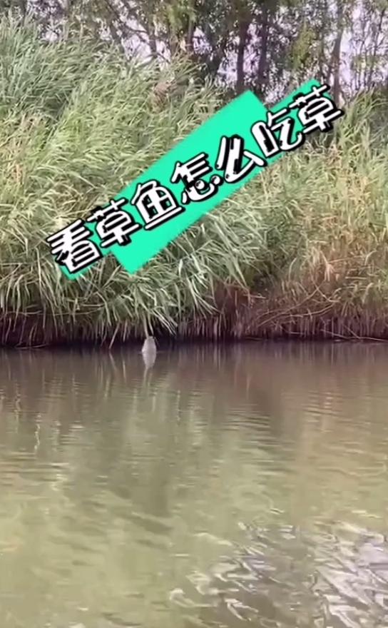 草鱼什么时候开始吃草5cm草鱼一年能长多少斤