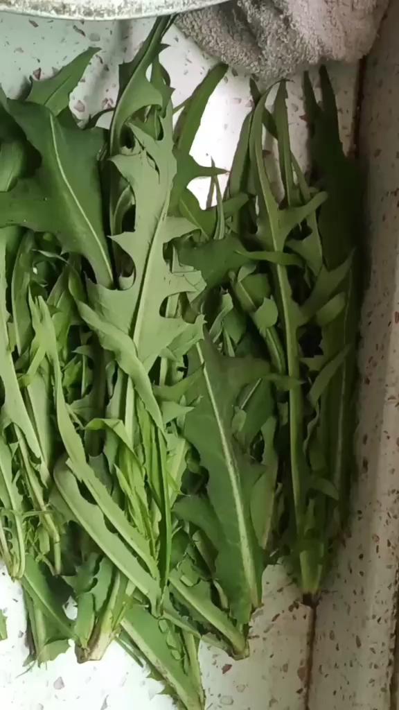 家鹅一般吃什么草?