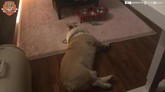 狗狗熟睡中会说梦话吗 院勾问答