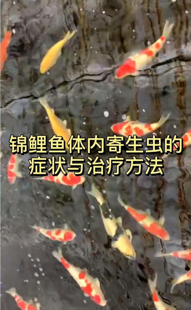 锦鲤出现体外寄生虫 用什么药好 爱游钓鱼网