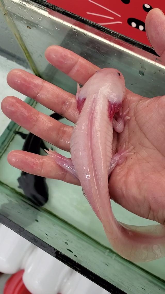 六角龙鱼 怀孕图片