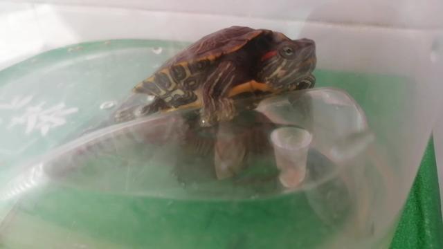 巴西龟晚上睡觉要放水吗