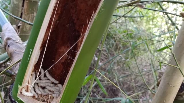 竹虫什么时候有竹虫什么季节有