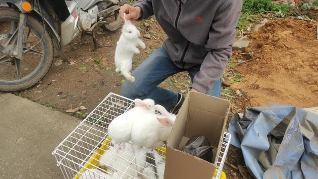 兔多少钱一只(养殖100只兔子利润多少)