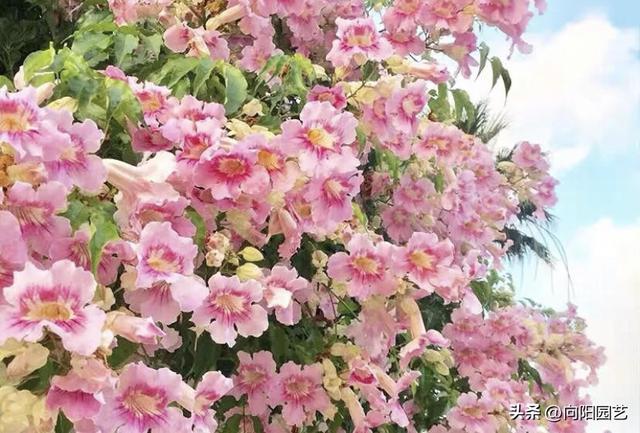 Be careful when buying flowers online,