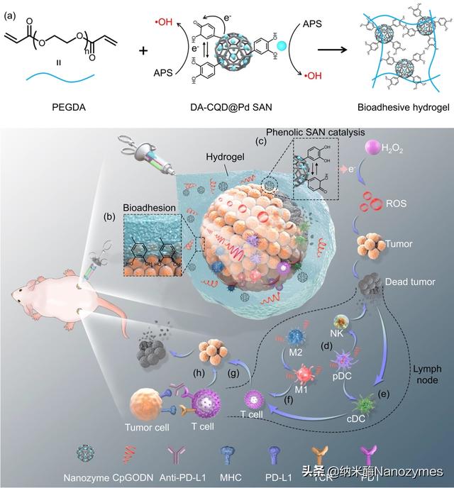 Preparation Of Single-atom Nanozymes By Polyphenol Carbon Quantum Dot ...