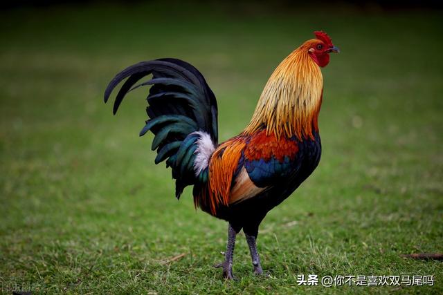 公雞為什麼會在早上打鳴 - 資訊咖