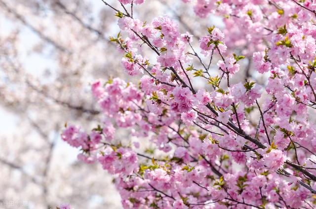 30 Beautiful Poems That Describe Cherry Blossoms - iNEWS