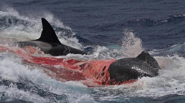 Killer whales regain their ability to hunt blue whales, bite for a long ...