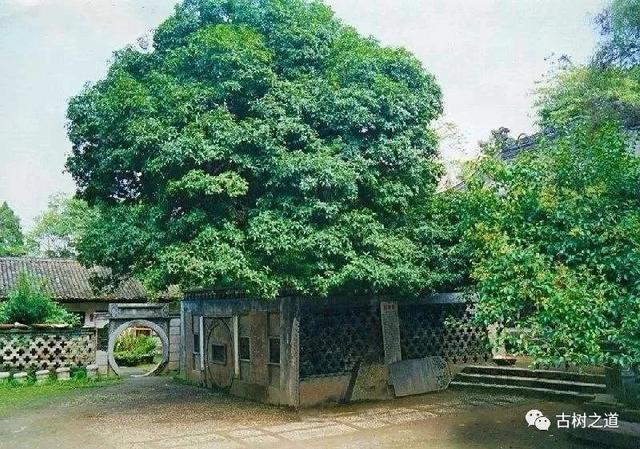 China's Top Ten Ancient Trees - Holy Water Temple Hangui - iNEWS