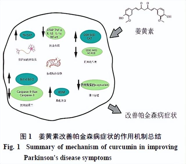 Research progress on the mechanism of action of curcumin in the ...