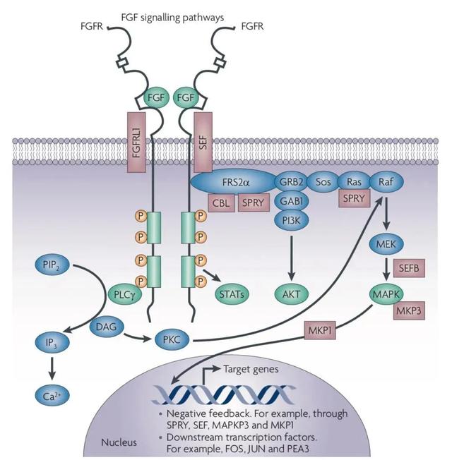 Clinical efficacy of FGFR2 inhibitor RLY-4008 in the treatment of FGFR2 ...