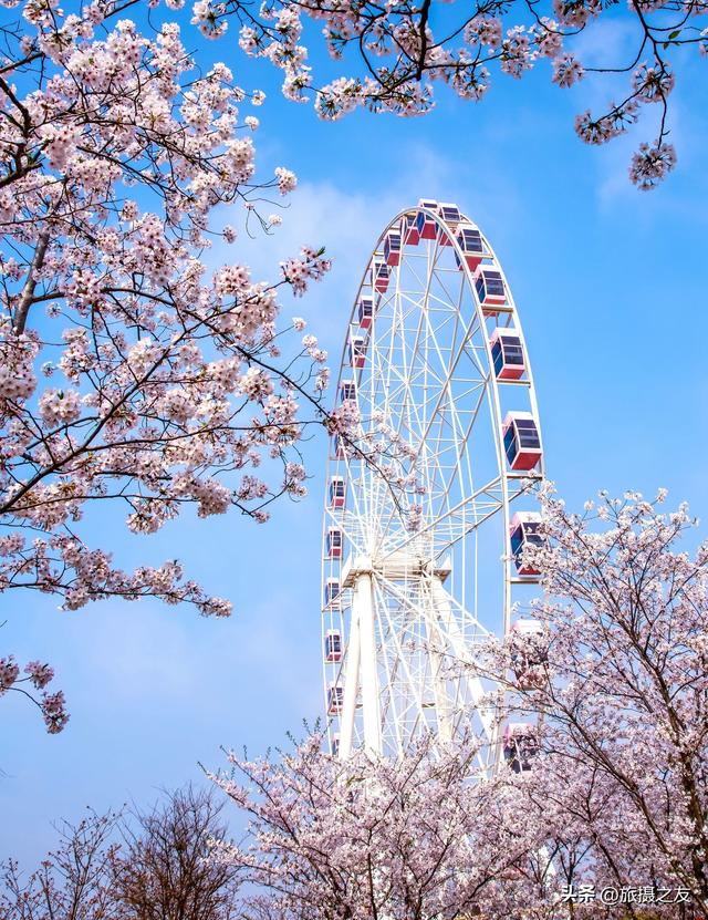 Enjoy cherry blossoms in Gucun Park iNEWS