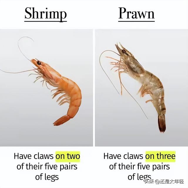 [Popular Science] What is the difference between shrimp and prawns? iNEWS