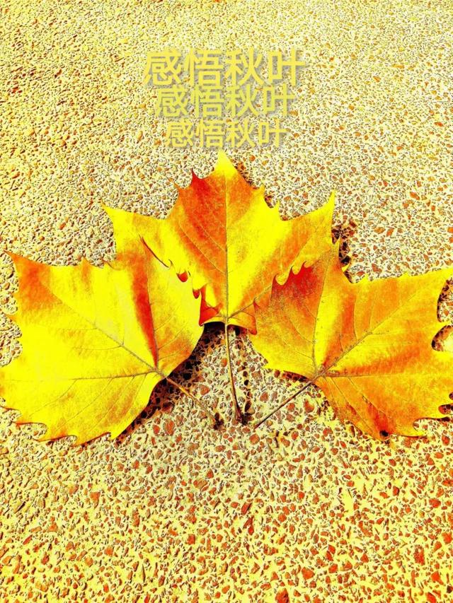 Sentimental Autumn