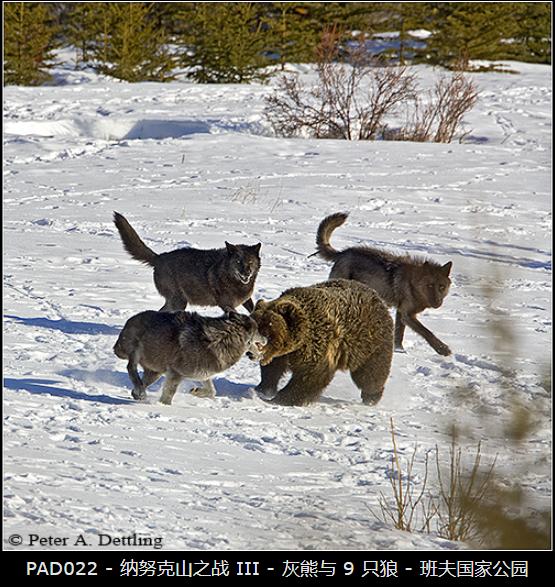 Battle of Nanook: Grizzly vs 9 Wolves - iNEWS
