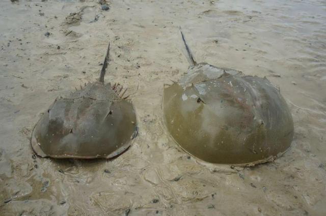 Horseshoe crabs are \