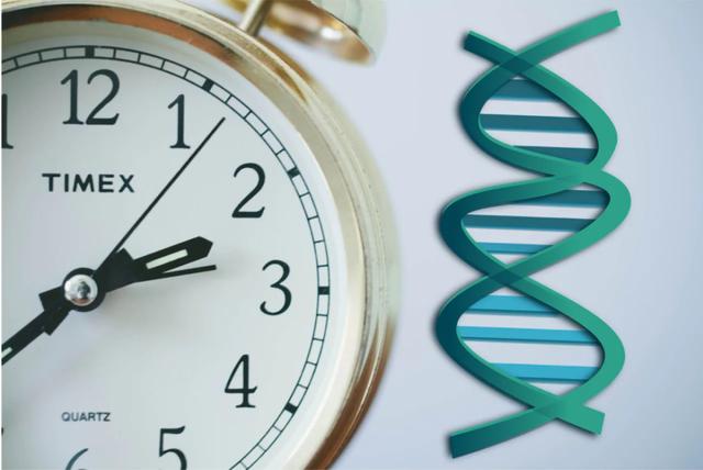 How Did The Epigenetic Clock Develop? - INEWS