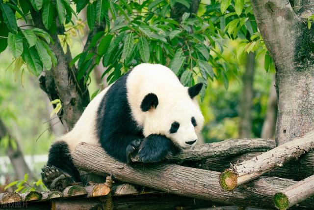 If the panda had no dark circles - iNEWS