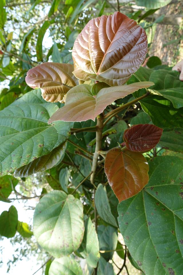 Edible Elephant Ears Elephant Ear Leaves iNEWS