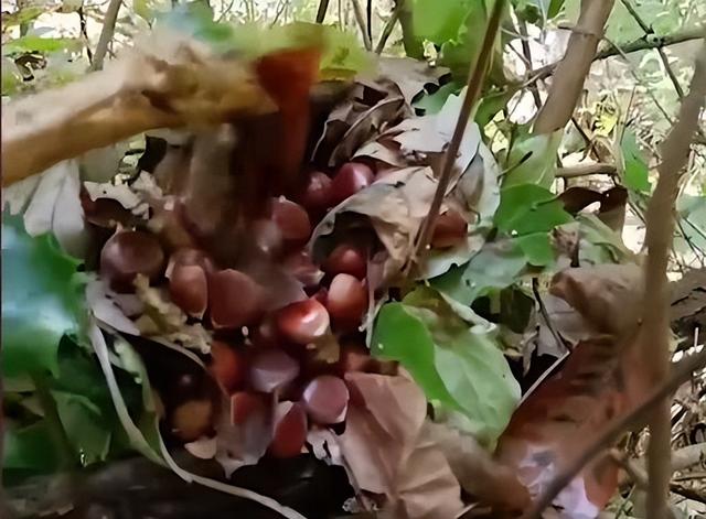 Man found a pile of chestnuts in the jungle: Suspected squirrels