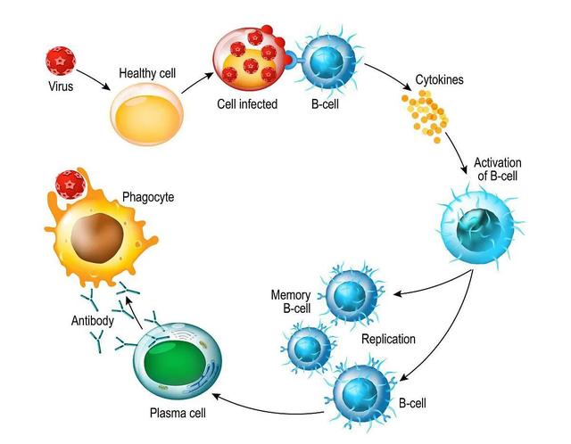 Origin of Life: From Single Cell to Human - iNEWS