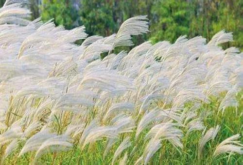 Five Wonders - Reeds at the Estuary of the Yangtze River - Text by Ji ...