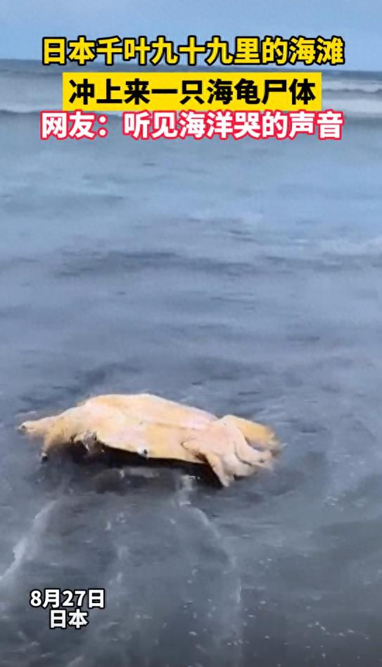 Nuclear Infested Turtle Turtle carcasses appear in Chiba, Japan, were they killed by nuclear ...