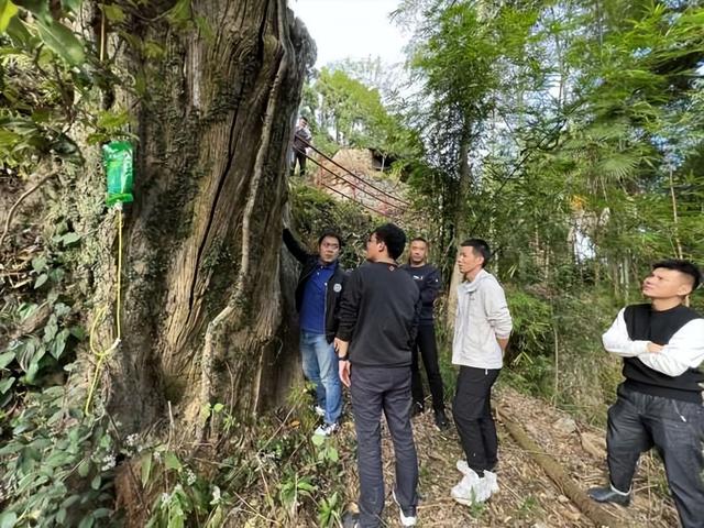 The millennium bitter oak tree in Fangzhuang was