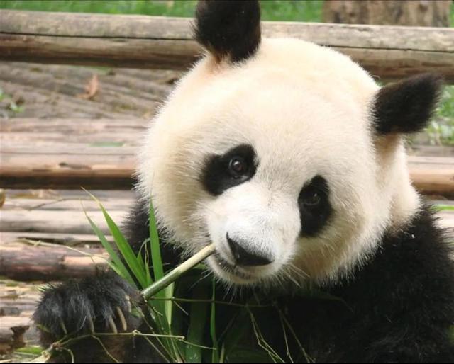 why-do-pandas-have-dark-circles-under-their-eyes-inews