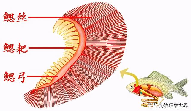 魚在水中是怎樣呼吸的？魚鰓是怎麼工作的？ - 資訊咖