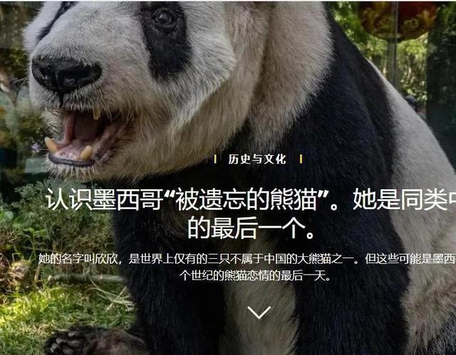 The Only And Last Giant Panda In The World That Does Not Belong To ...