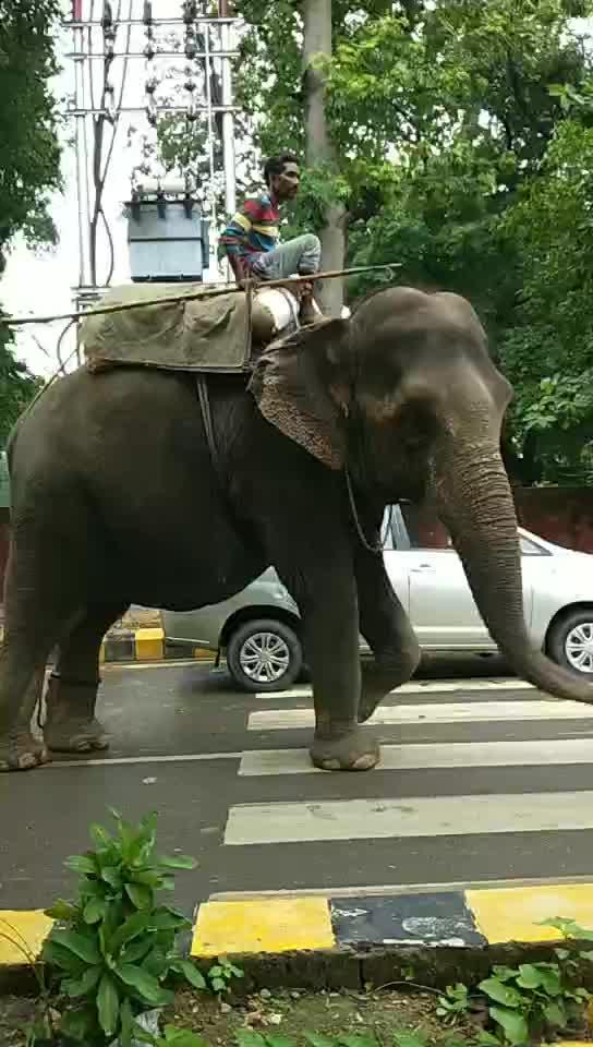 大象多少钱(大象多少钱一头)