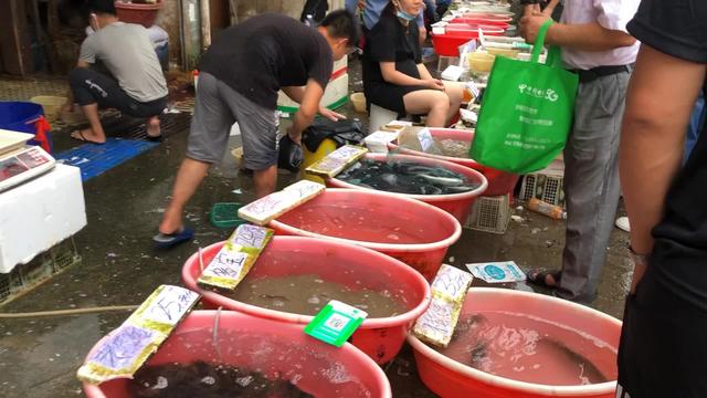 请教深圳哪个市场有卖章鱼的