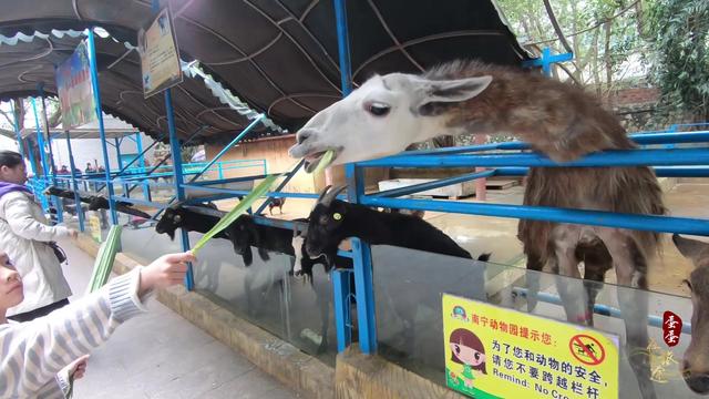 动物园的门票多少钱(北京动物园门票多少钱)