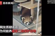 Does Chongqing privately run feline Ga Jing shows lesser panda? Forestry bureau: Checking