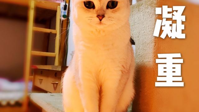 渴望猫粮怎么样