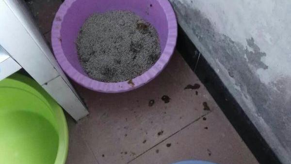 小猫乱拉屎怎么都教不会问办啊