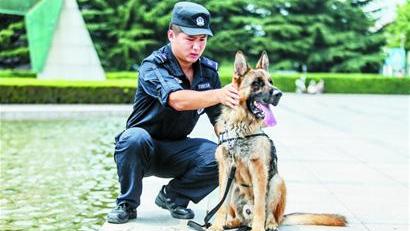 世界犬类智商总排名