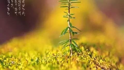 形容立春暖阳的诗句