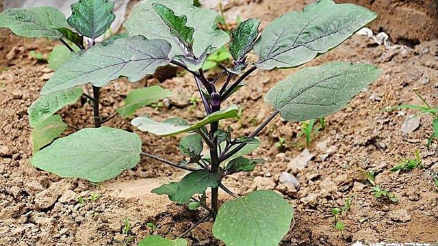 什么节气前后种瓜种豆