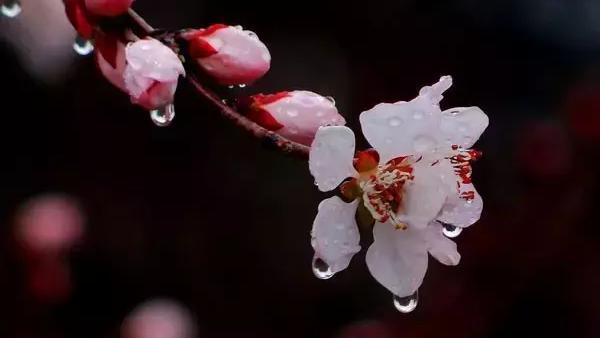 江之歌散文诗仿照雨之歌