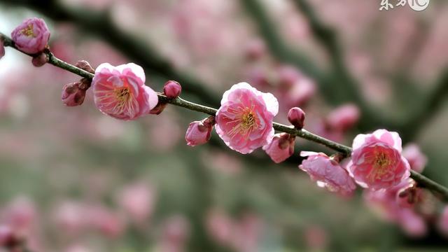 香雪公园梅花种植工程之我见