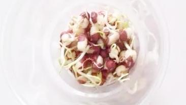 泡绿豆的观察日记精选