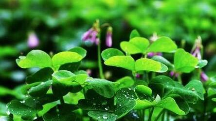 有關芙蓉的詩詞句