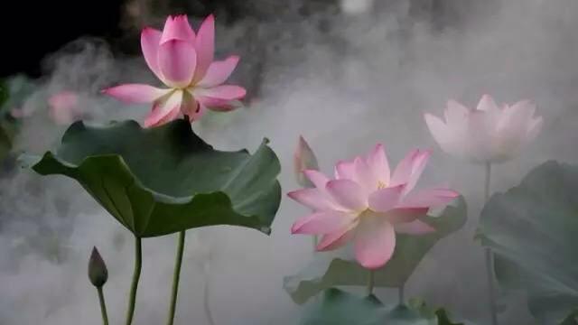 滿山紅的詩句