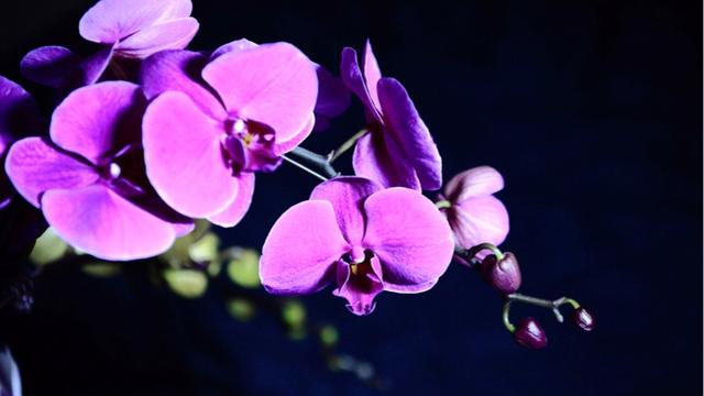 为什么植物的母本这么贵